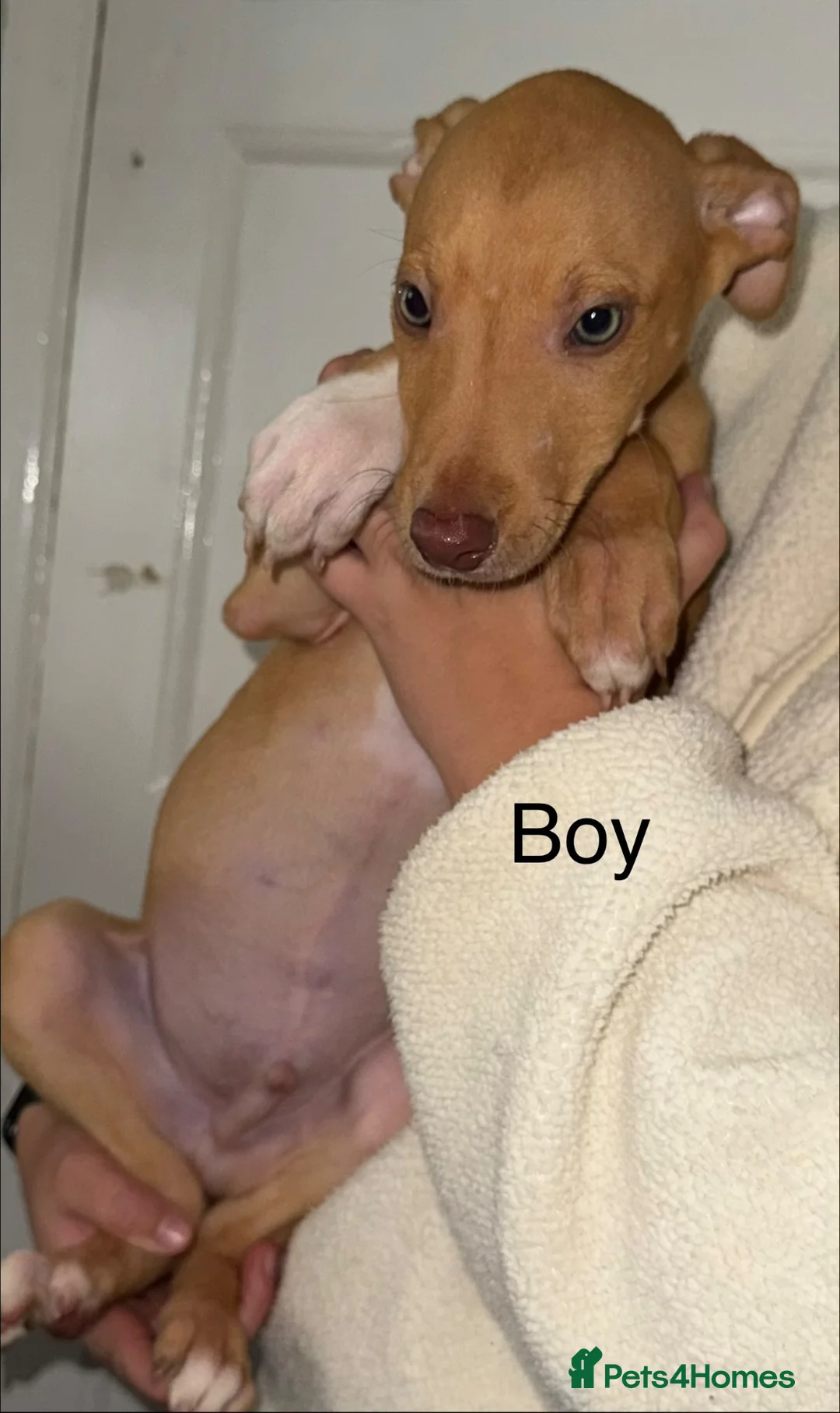 Mixed Breed dogs for sale: Bull,grey,kelpie,collie,saluki,whippet!A++ - Advert 2