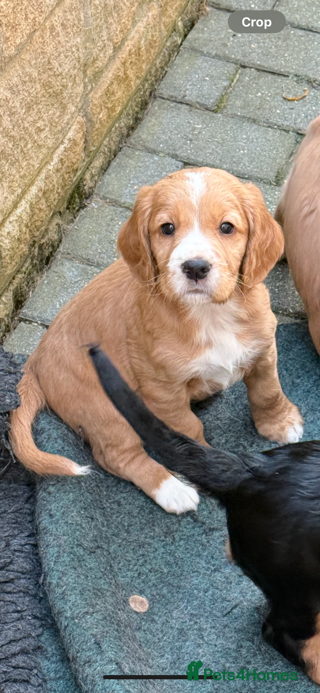 Cocker Spaniel dogs for sale: Stunning Working Cocker Puppies - Image 2