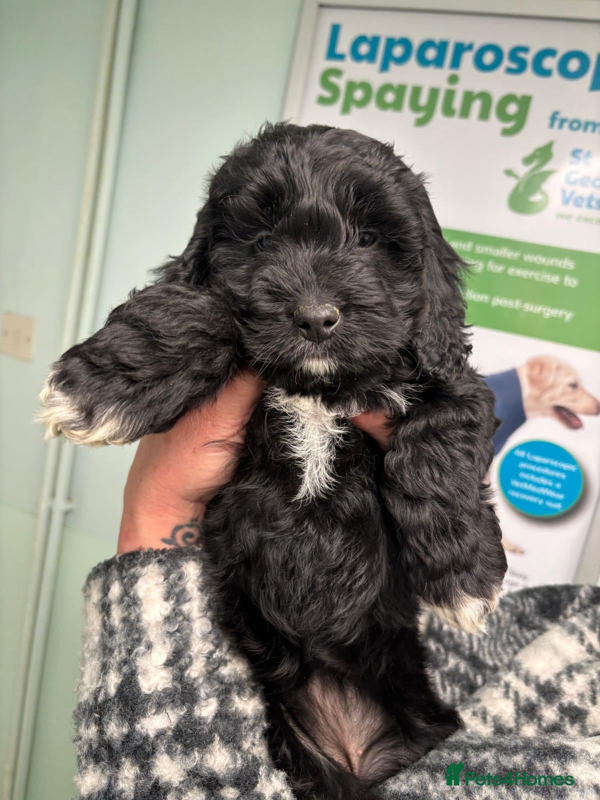 Cockapoo dogs Cockapoo Babies - Advert 18