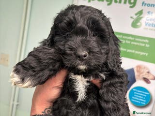 Cockapoo dogs Cockapoo Babies - Advert 18