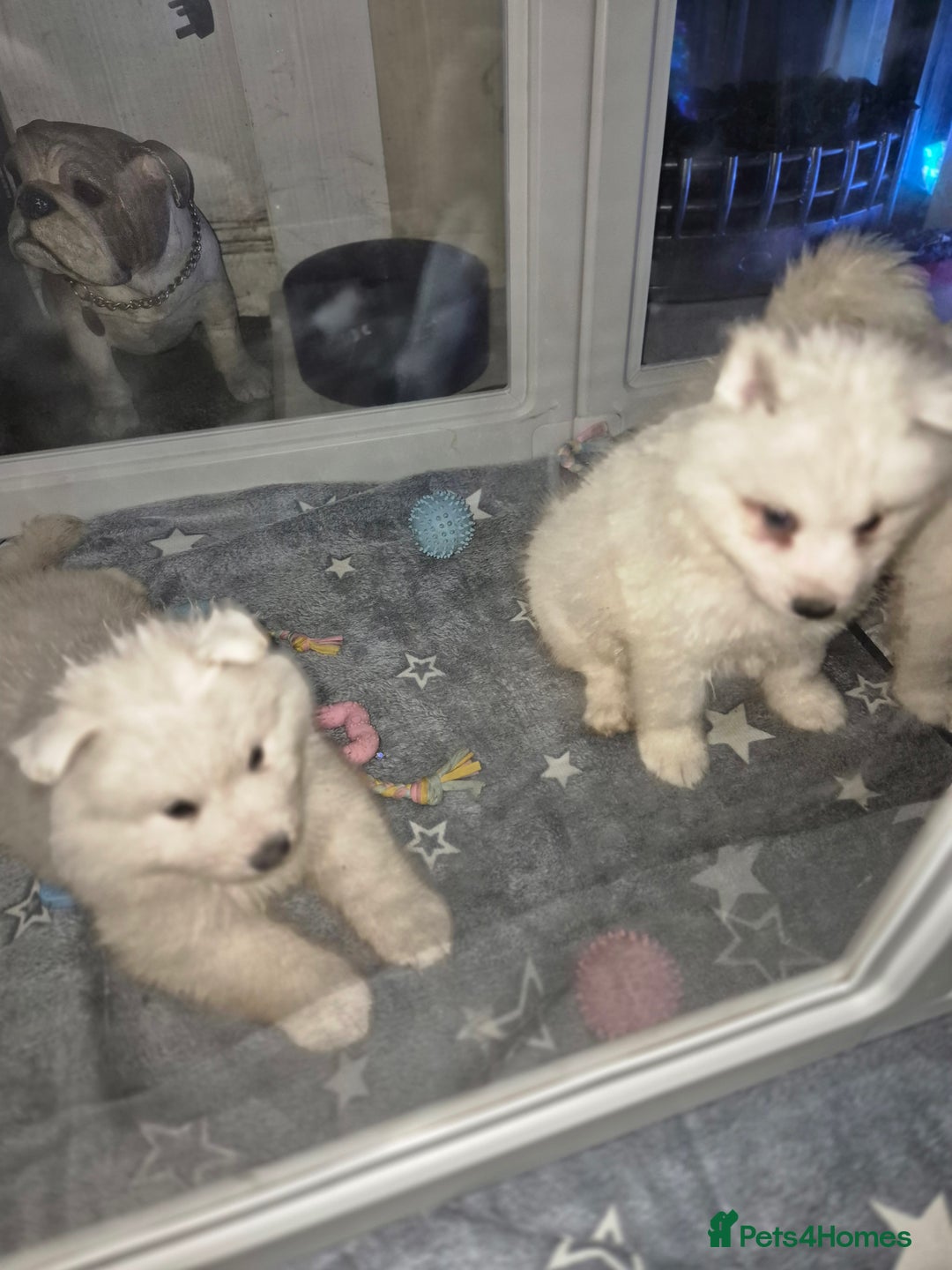 Samoyed dogs for sale: Samoyed puppies - can leave anytime from 23rd  - Advert 9