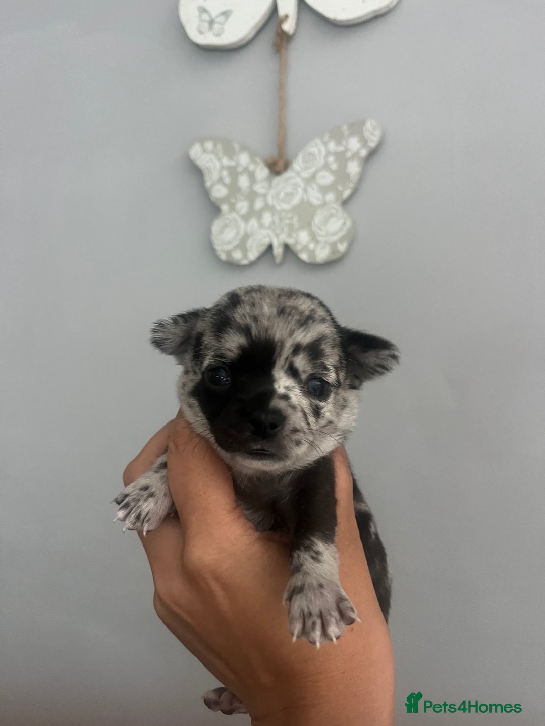 Chihuahua dogs for sale: Beautiful Merle chihuahua pups  - Image 4