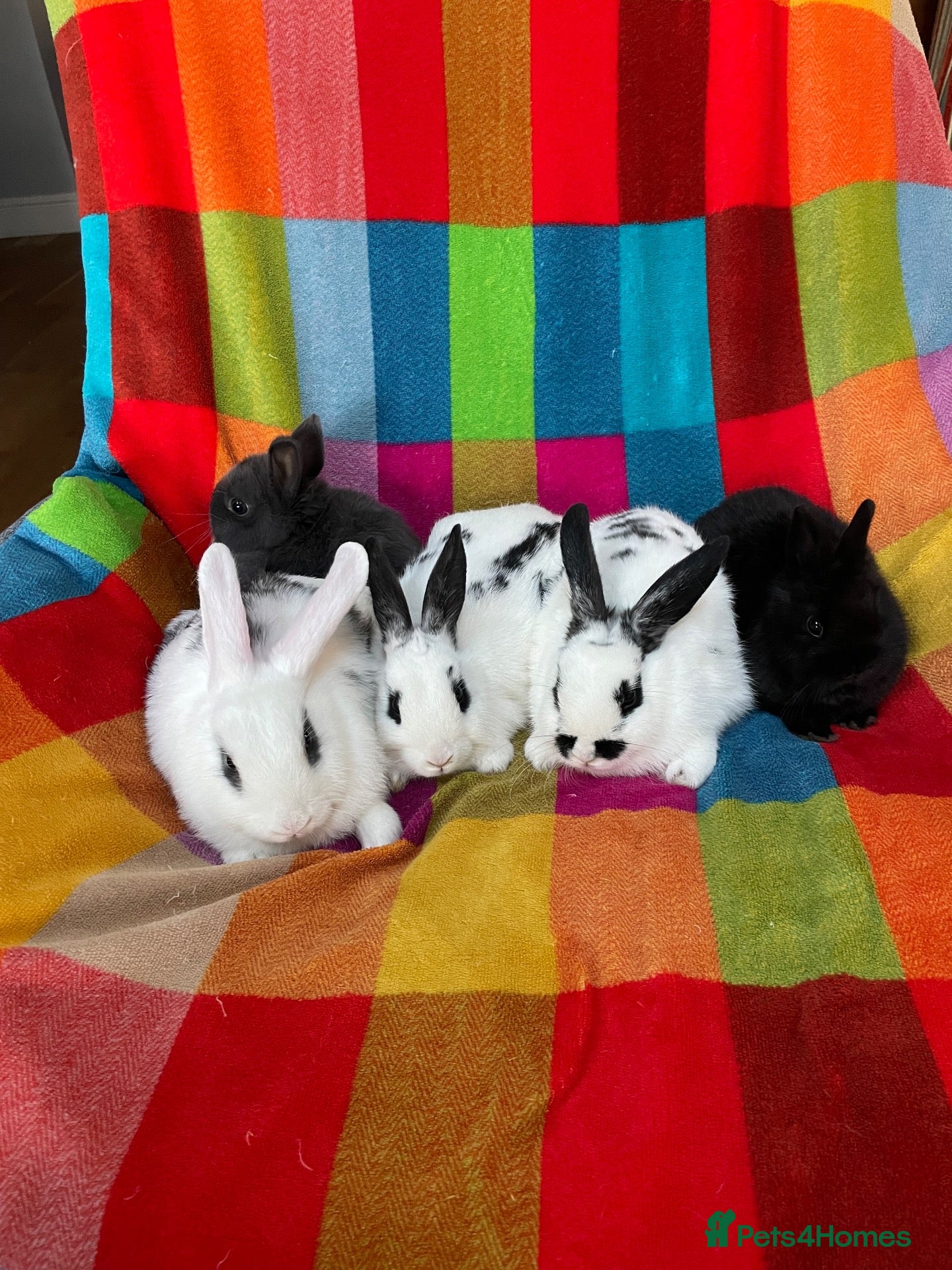 Mixed Breed rabbits  11 Weeks Old Mixed Bred Baby Rabbits.  - Advert 2
