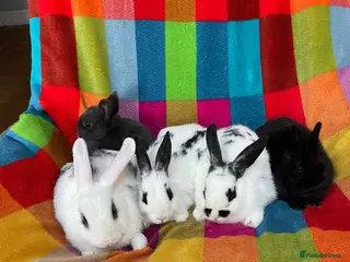 Mixed Breed rabbits 11 Weeks Old Mixed Bred Baby Rabbits. - Advert 2