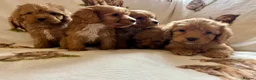 Cockapoo dogs for sale: F1 health clear cockapoo puppies  - Advert 13