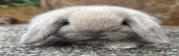 Dwarf Lop rabbits for sale: Dwarf Lop Babies - Advert 3