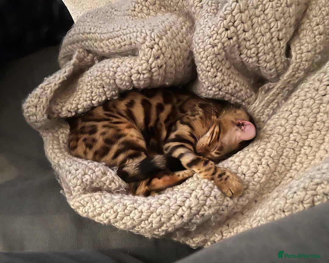 Bengal cats for sale: Beautiful 3-Year-Old Bengal Girl - Advert 3