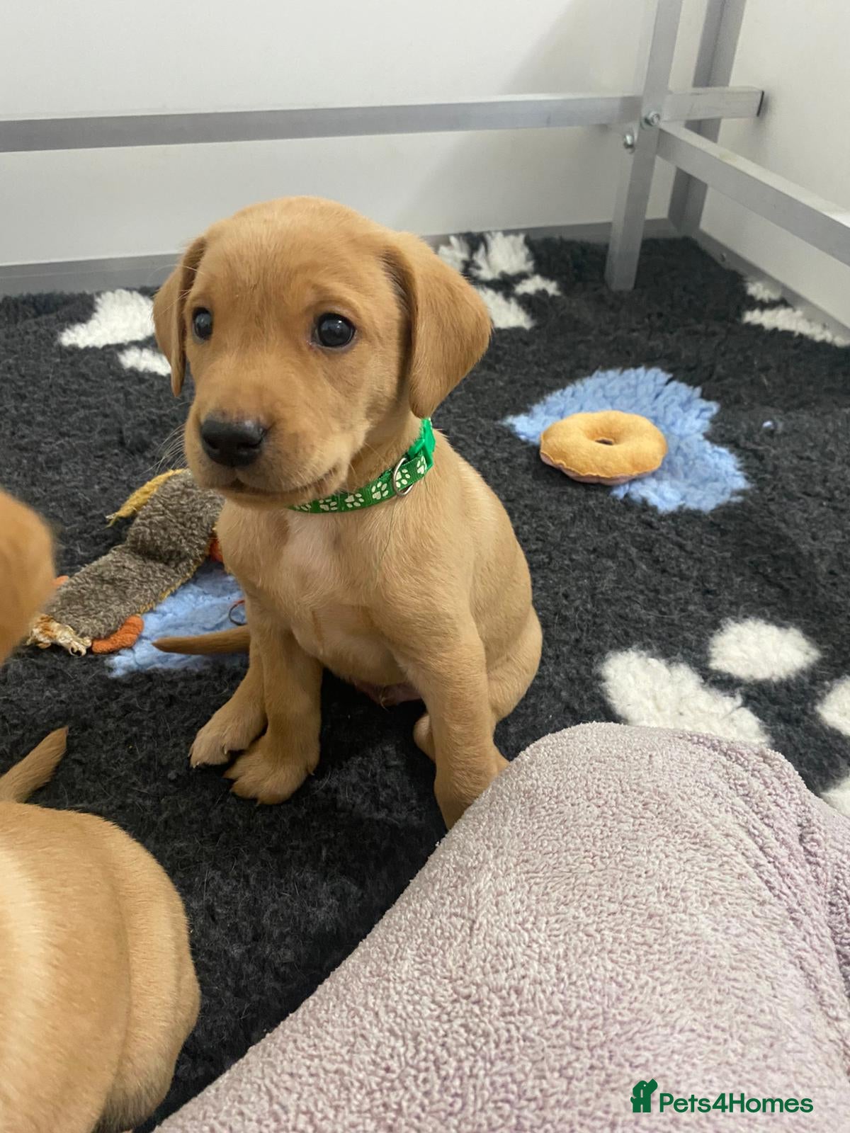 Labrador Retriever dogs Labrador puppies KC Fully health tested parents  - Advert 14