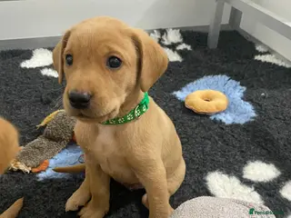 Labrador Retriever dogs Labrador puppies KC Fully health tested parents - Advert 14