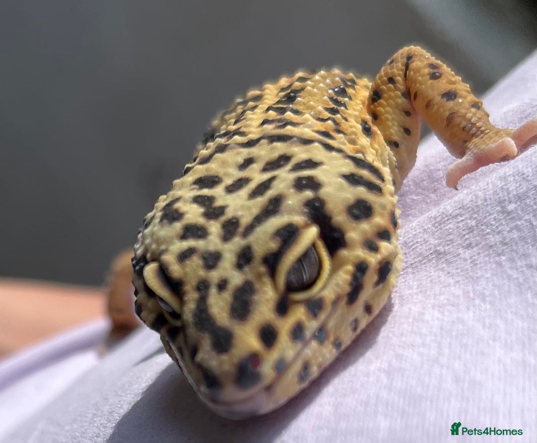 Leopard Gecko reptiles for sale: Leo the Leopard Gecko. Black Night/Mack Snow - Image 10