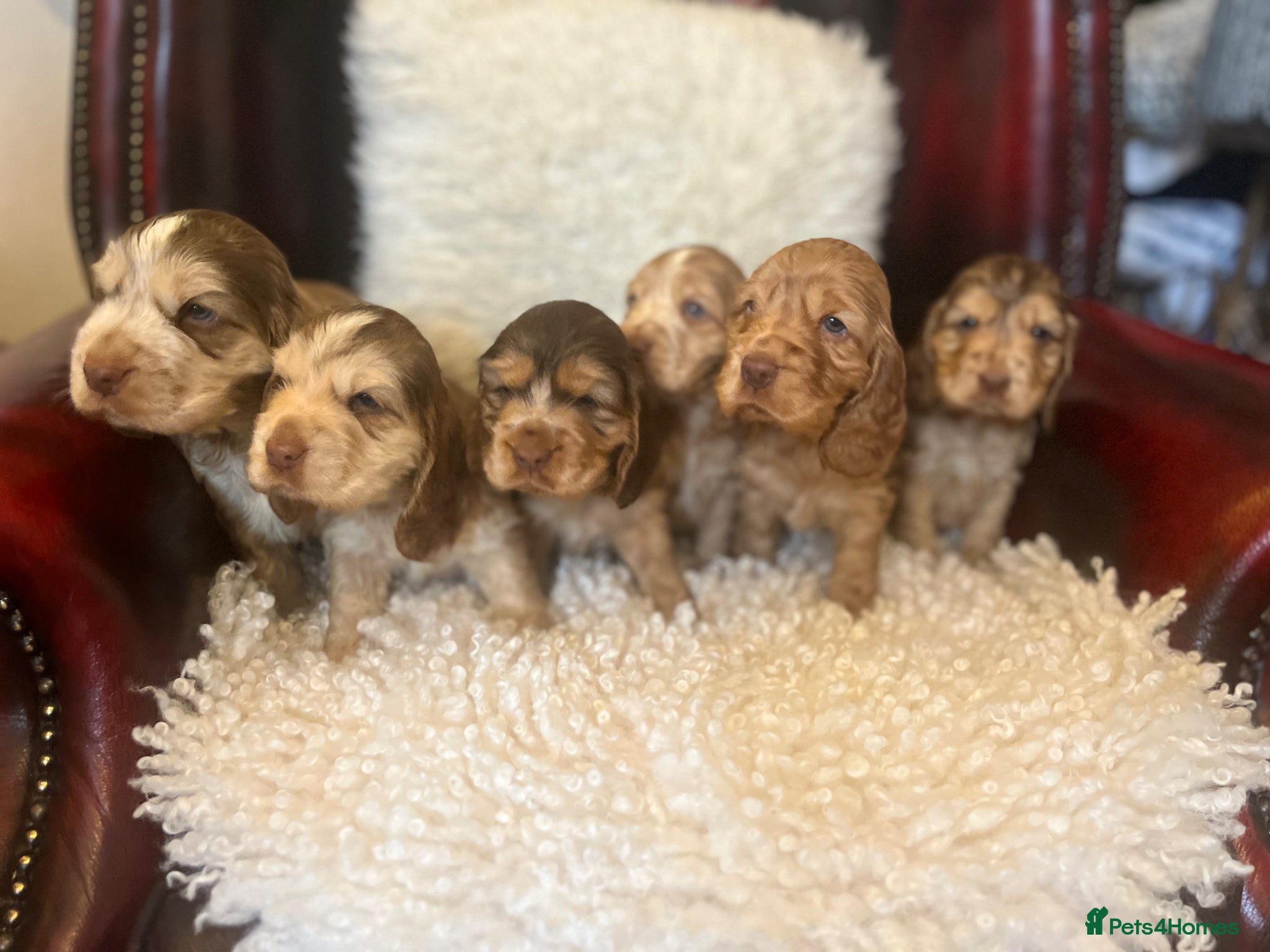 Cocker Spaniel dogs Adorable KC show type cocker spaniel pups - Advert 1