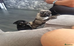 Pug dogs for sale: pug puppy - Image 1