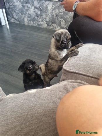 Pug dogs - Advert 7