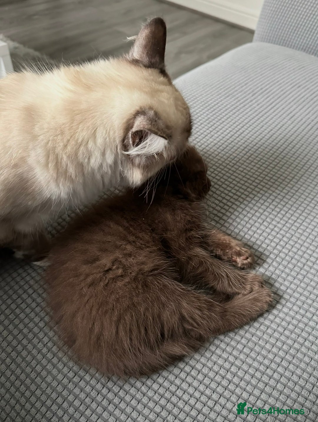 Mixed Breed cats for sale: BSH Ragdoll mix kittens - Advert 14