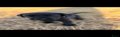 Labrador Retriever 6
