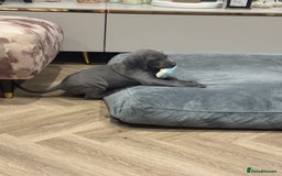 Weimaraner dogs for sale: 🐾 KC Weimaraners, ready now 🐾  - Advert 6