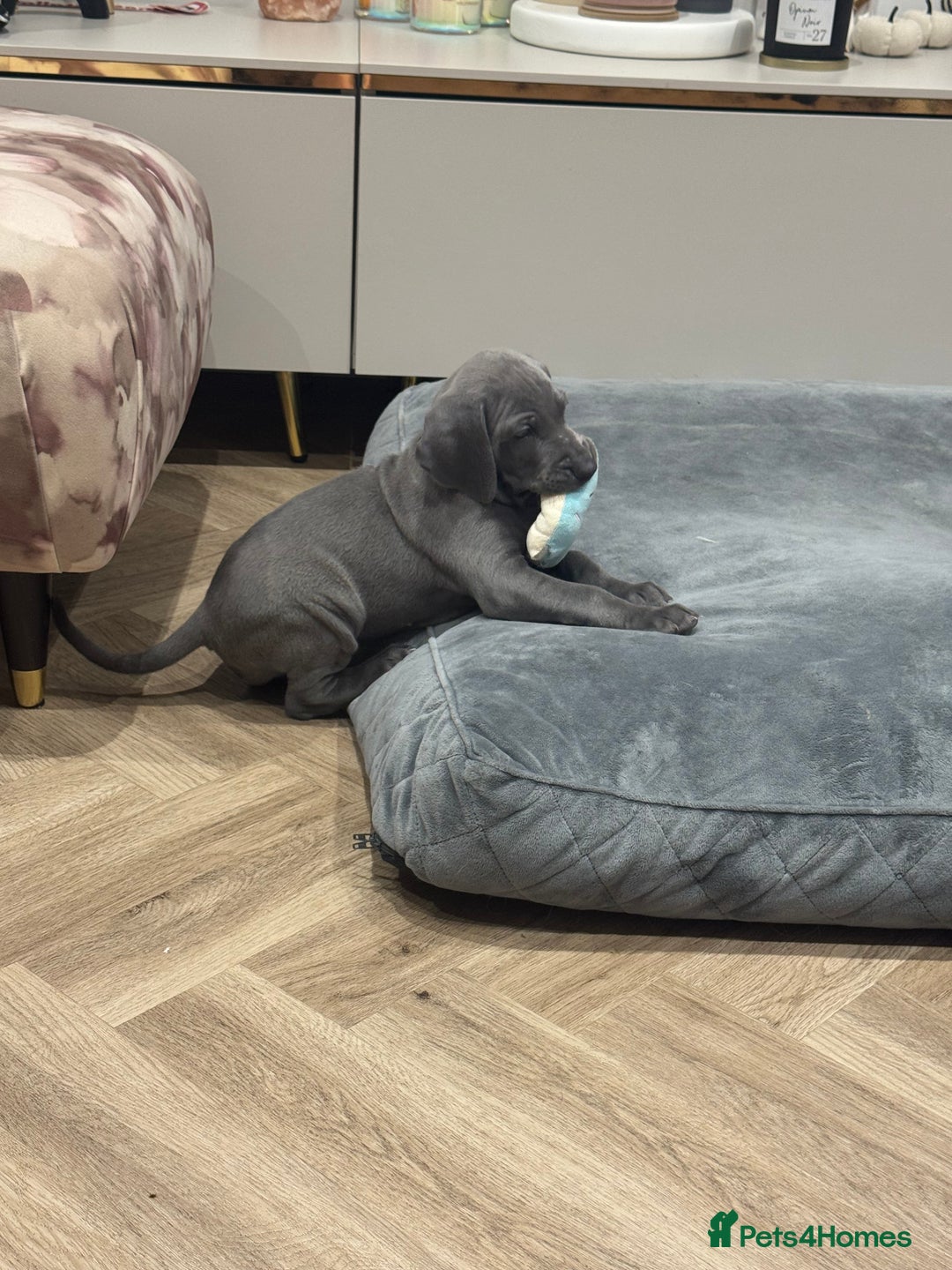 Weimaraner dogs for sale: 🐾 KC Weimaraners, ready now 🐾  - Advert 6