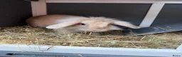 Lionhead rabbits for sale: Female bunny  - Advert 3