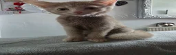 Mixed Breed cats for sale: Kittens looking for happy families  - Advert 6