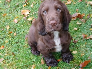 Cocker Spaniel dogs - Advert 14