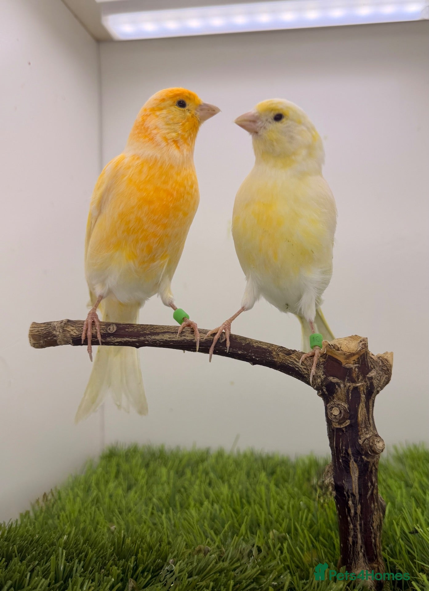 Finches birds 2 yellow dimorphic hen - Advert 6