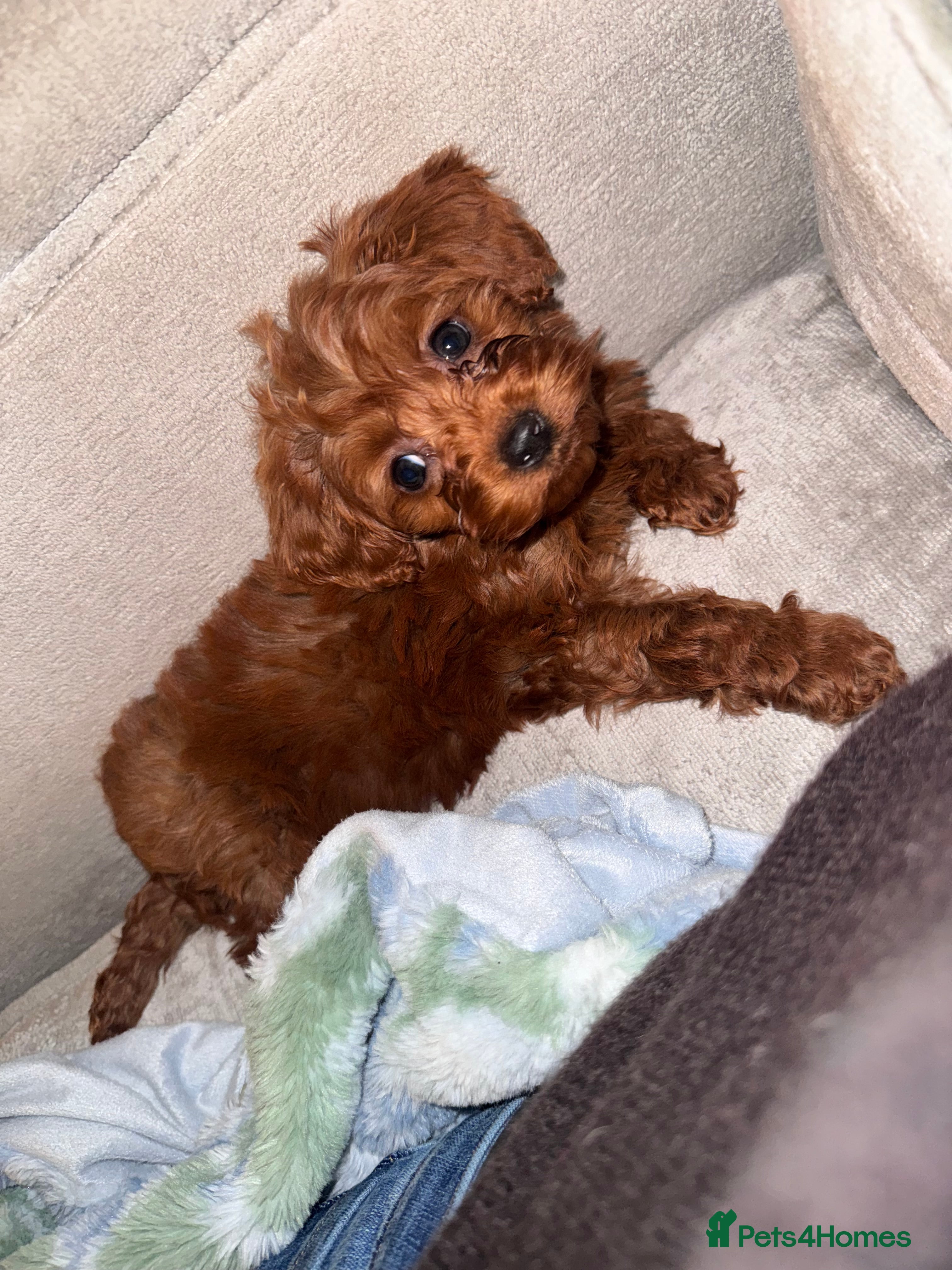 Cavapoo dogs PERFECT CAVAPOOS ❤️LAST BOY - Advert 15