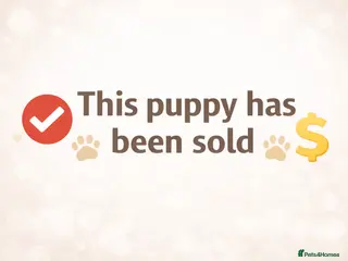 Mixed Breed dogs Absolutely Stunning Solid Black Dachsador Girl - Advert 3