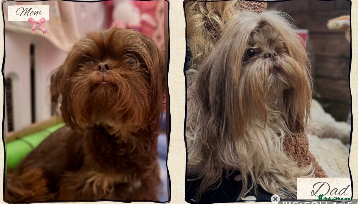 Shih Tzu dogs 🍫 Scrumptious Chocolate Drop Imperial Shih Tzu  - Advert 12