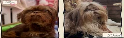 Shih Tzu dogs for sale: 🍫 Scrumptious Chocolate Drop Imperial Shih Tzu  in Newark - Advert 2