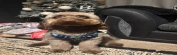 Cockapoo dogs for sale: 1 year old cockapoo - Advert 4