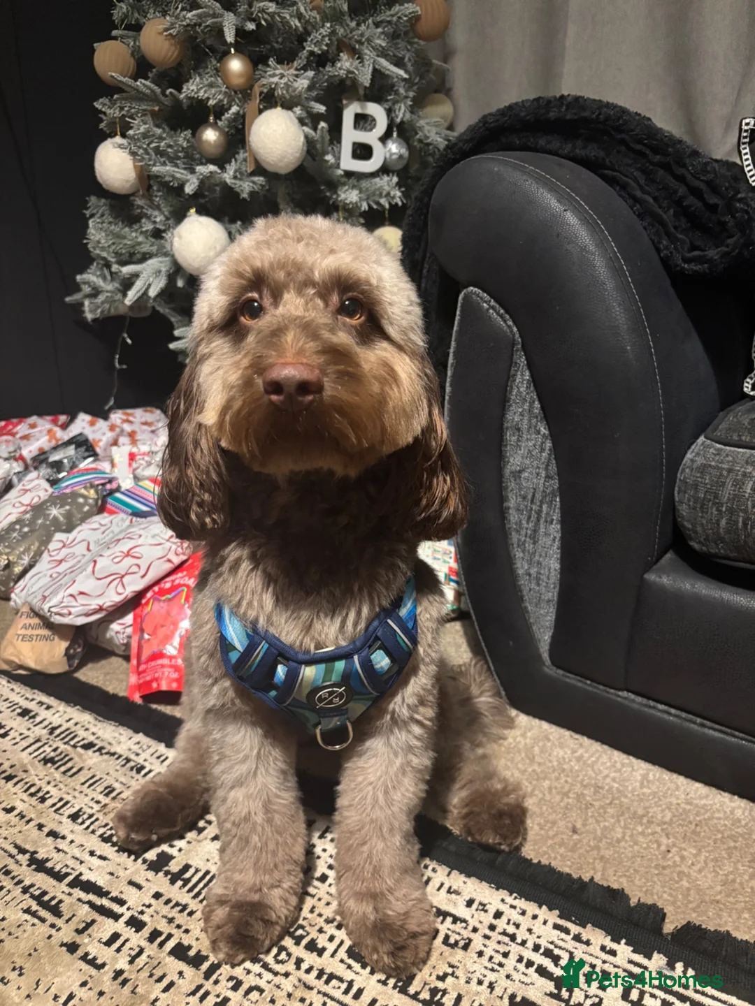 Cockapoo dogs for sale: 1 year old cockapoo - Advert 4