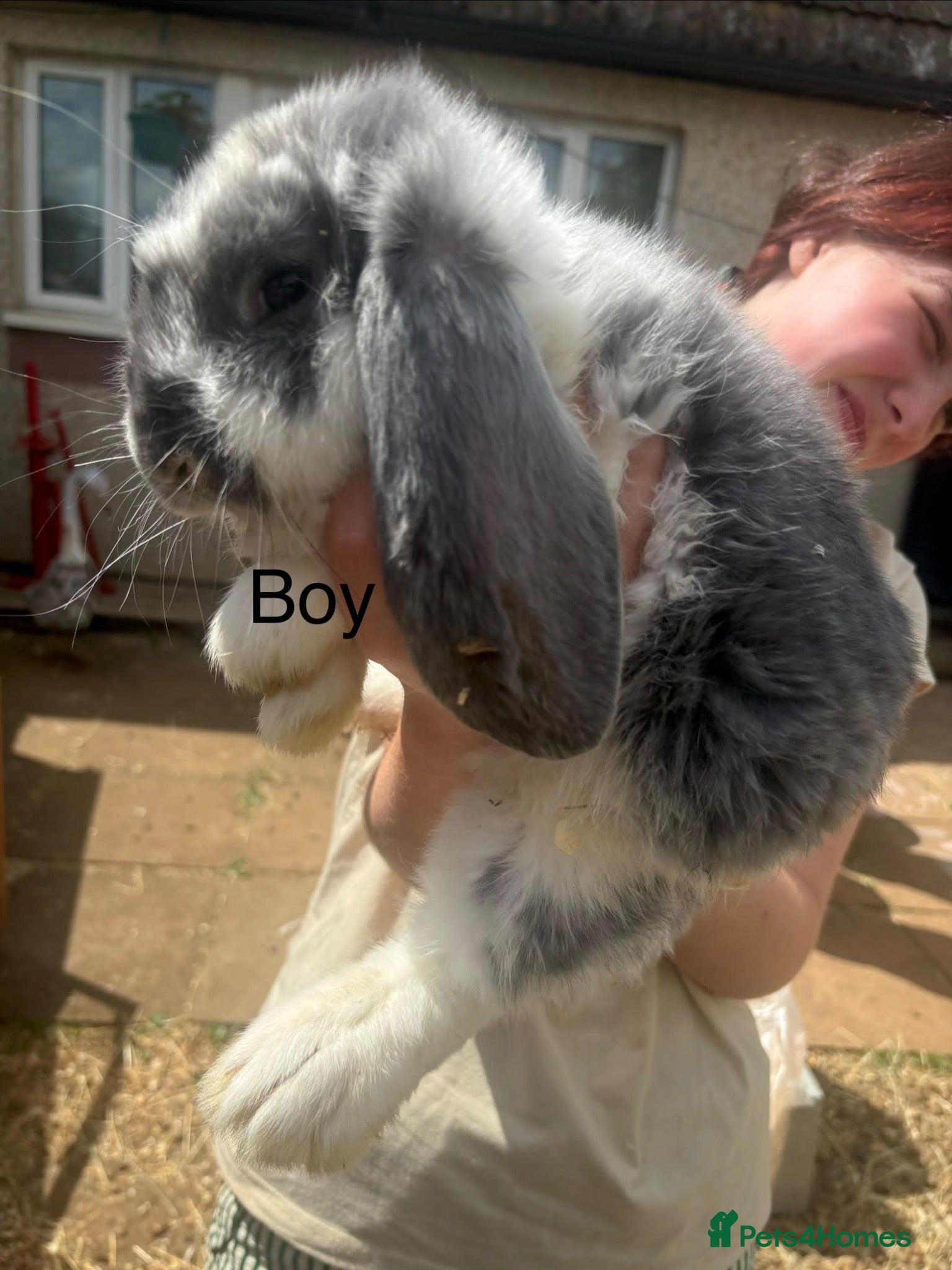 French Lop rabbits Beautiful French lops - Advert 15