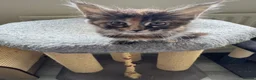 Maine Coon cats for sale: GCCF PEDIGREE MAINECOON KITTENS - Advert 14