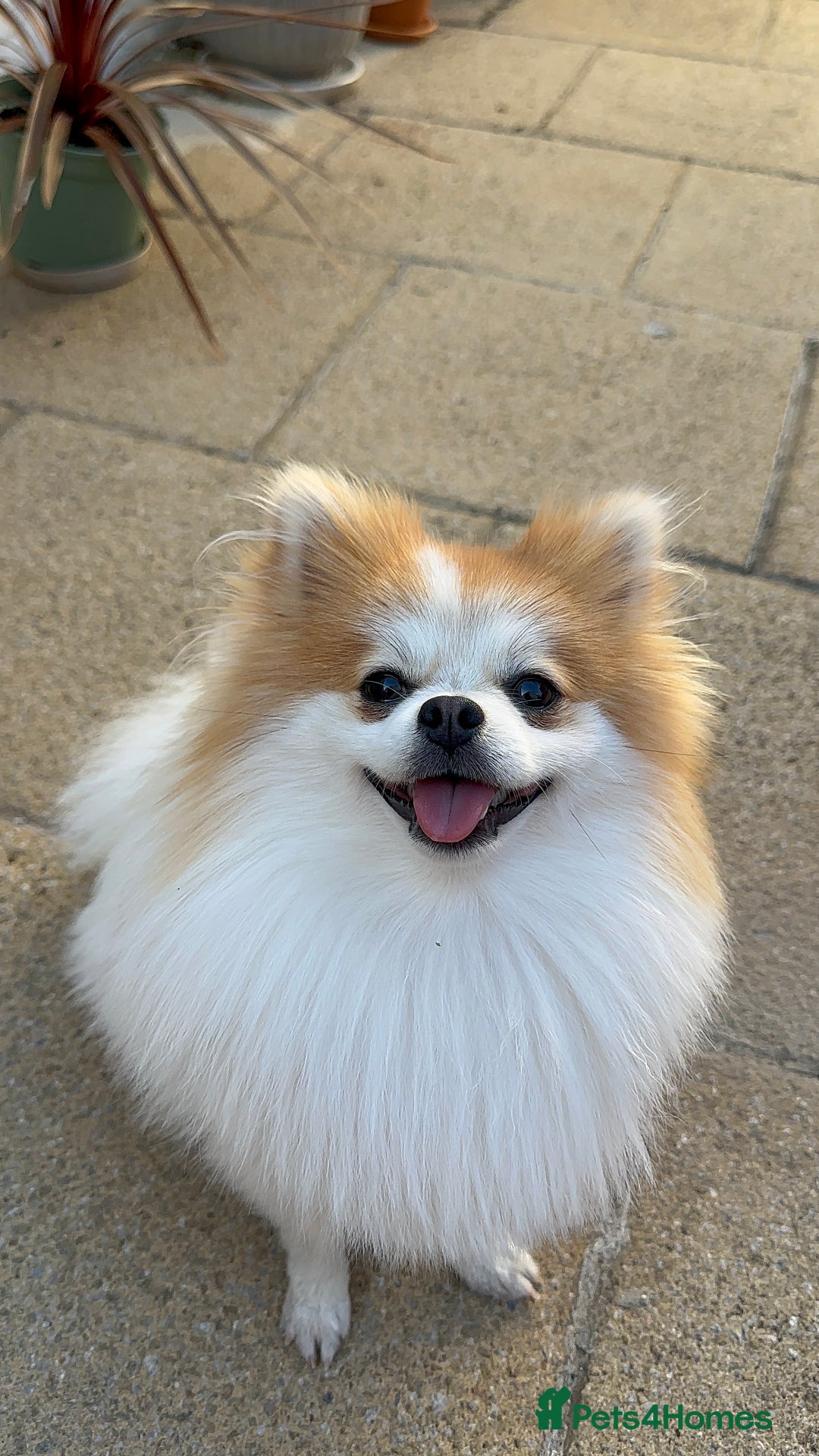 Pomeranian dogs for stud: Lover boy Romeo  - Advert 3