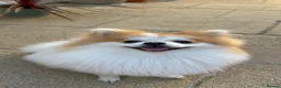 Pomeranian dogs for stud: STUD ONLY Lover boy Romeo  - Advert 3