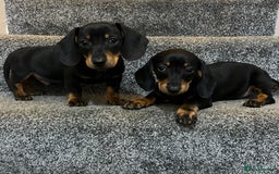 Miniature Dachshund dogs for sale: Beautiful mini dachshunds  - Image 7