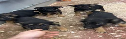 German Shepherd dogs for sale: German Shepard Puppies - Advert 2