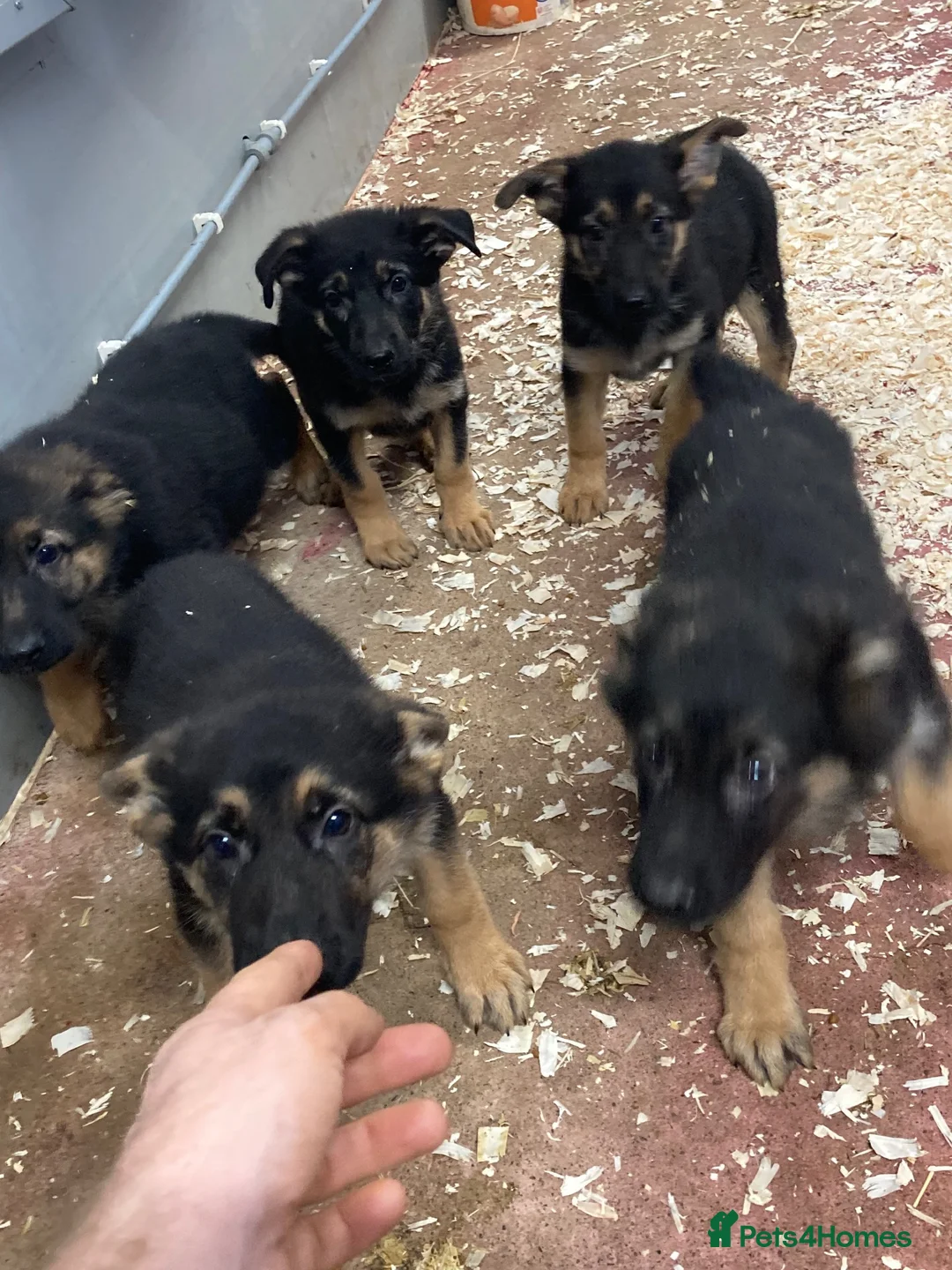 German Shepherd dogs for sale: German Shepard Puppies - Advert 2