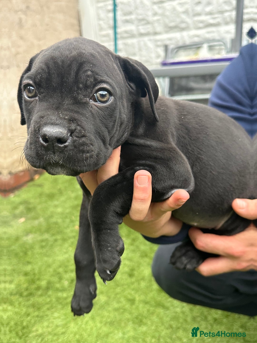 Cane Corso dogs for sale: Pure breed cane corso  - Image 25