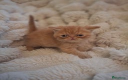 Exotic cats for sale: Beautiful Exotic kittens💫 - Image 4