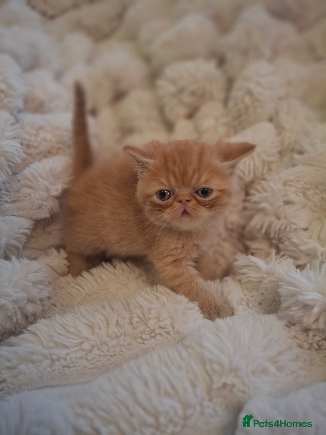Exotic cats for sale: Beautiful Exotic kittens💫 - Image 4