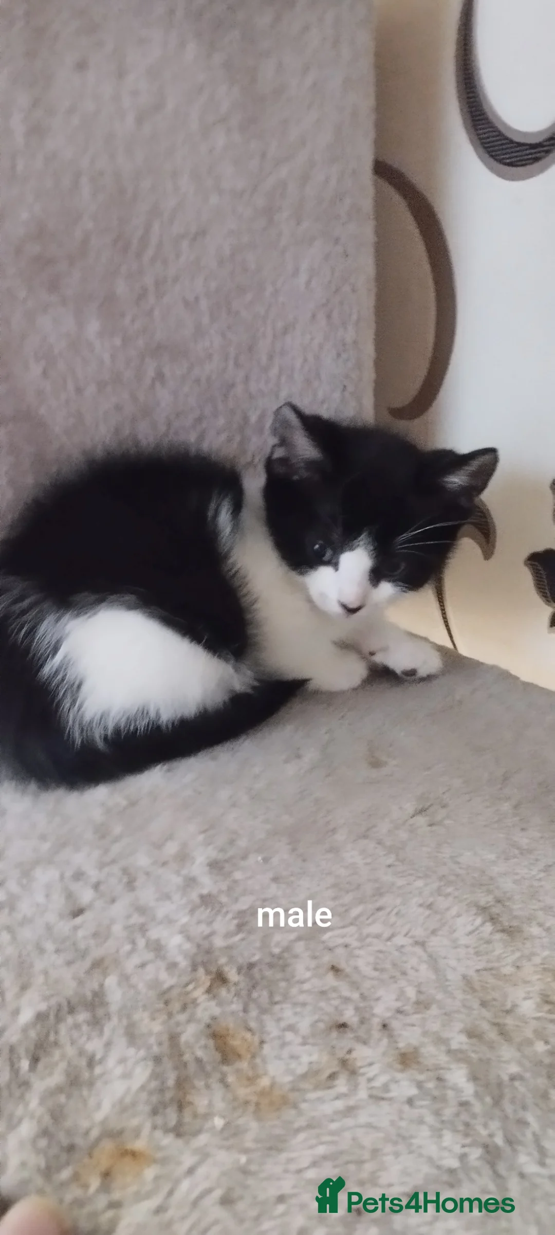 British Shorthair cats for sale: Lovely kittens search new homes - Advert 9