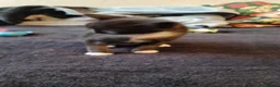 Mixed Breed cats for sale: 2boys & 2girls - Advert 27