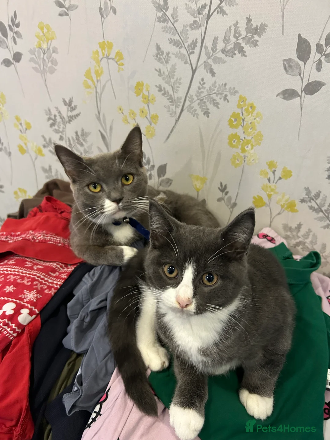 British Shorthair cats for sale: 2 x British short hair Cat  - Advert 1