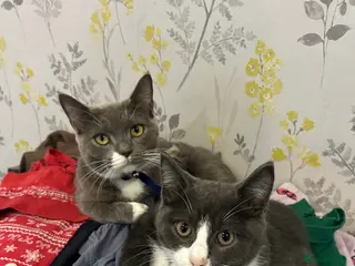 British Shorthair cats 2 x British short hair Cat - Advert 1