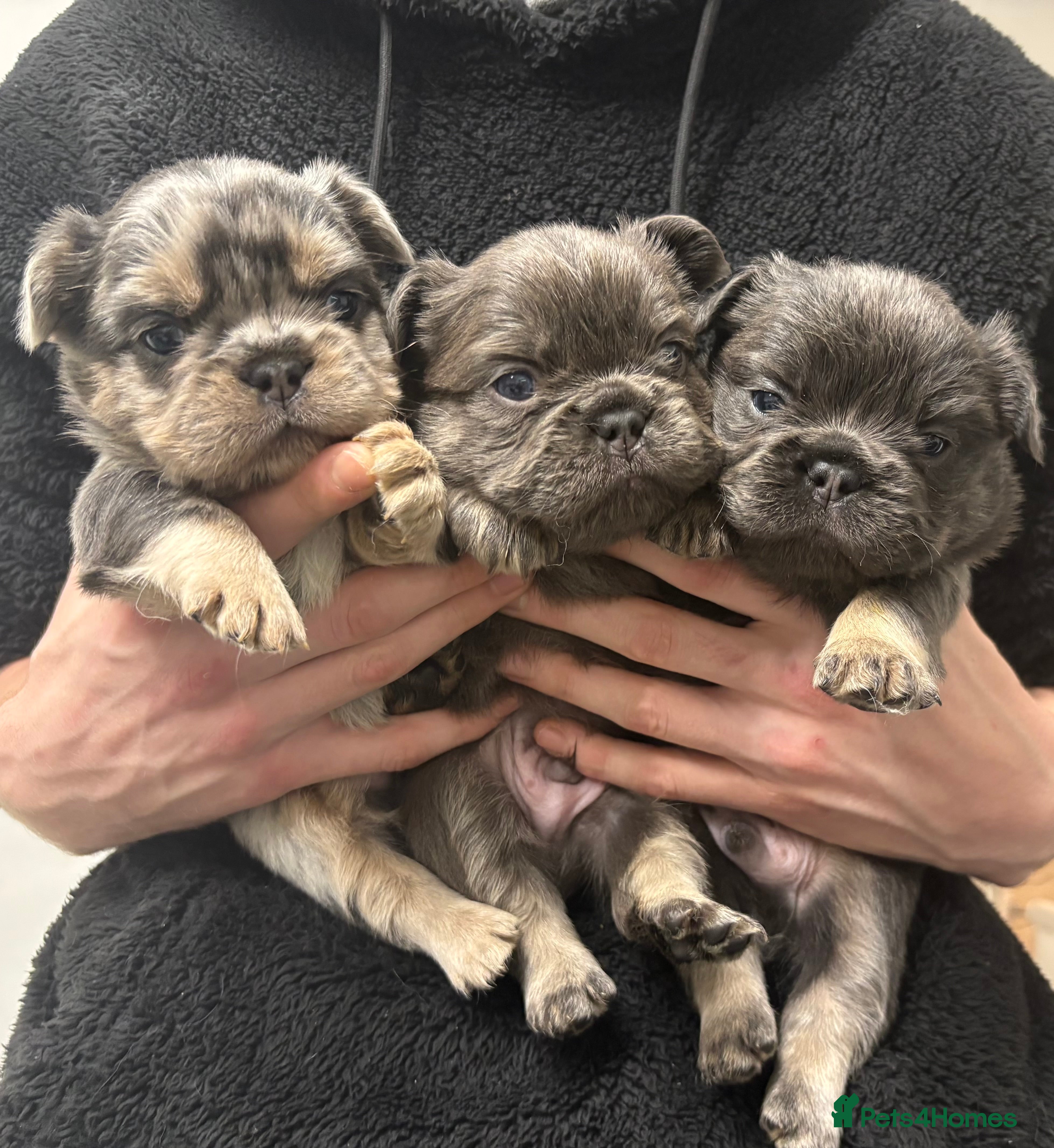 French Bulldog dogs 💯Quality 🇫🇷Fluffy french bulldogs for sale 🐶💙 - Advert 2