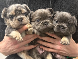 French Bulldog dogs 💯Quality 🇫🇷Fluffy french bulldogs for sale 🐶💙 - Advert 2