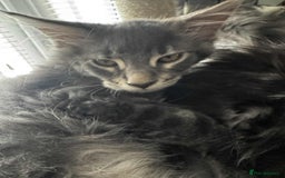 Maine Coon cats for sale: GCCF & TICA Reg Affectionate Maine Coon kittens - Image 32