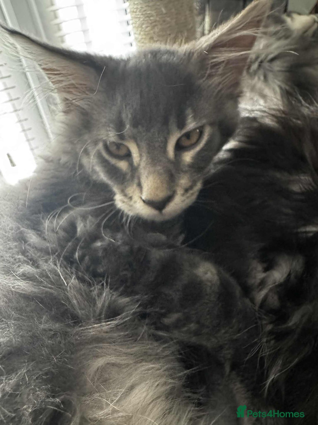 Maine Coon cats for sale: GCCF & TICA Reg Affectionate Maine Coon kittens - Image 32