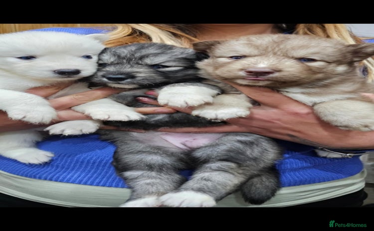 Siberian Husky dogs - Advert 4